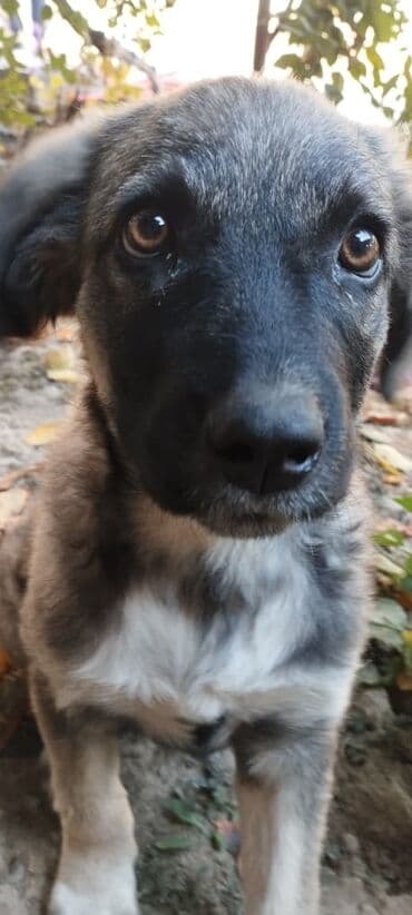 золотистый ретривер цена бишкек: 5 месяцев, Самка, С прививкой — 2