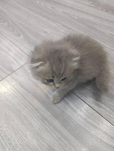 голубая вислоухая кошка: Пушистые котята, домашнего выращивания. - Возраст на фото: примерно — 2