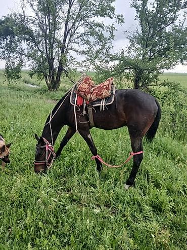 ош кой: Продаю | Жеребец | Рабочий — 5