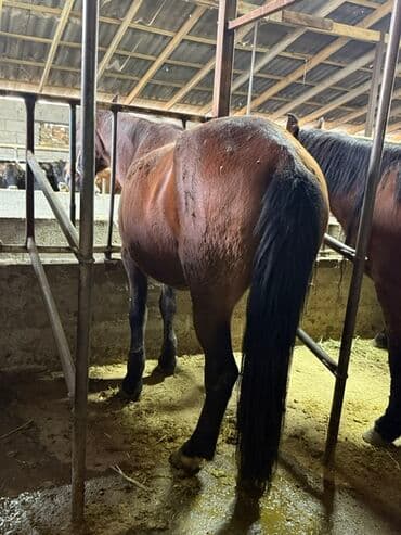 необычные животные: Продаю | Кобыла (самка), Жеребенок | Рабочий — 6