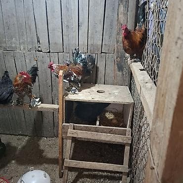 Животные: Продаю | Куры | Для разведения — 3