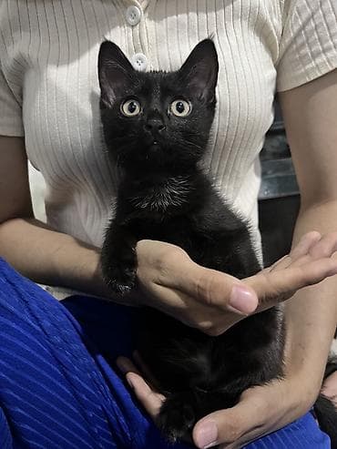 Котята — домашние компаньоны - Возраст: примерно 2–3 месяца (по фото