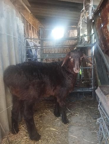 баран матка: Продаю | Баран (самец) | Арашан | Для разведения | Осеменитель — 1