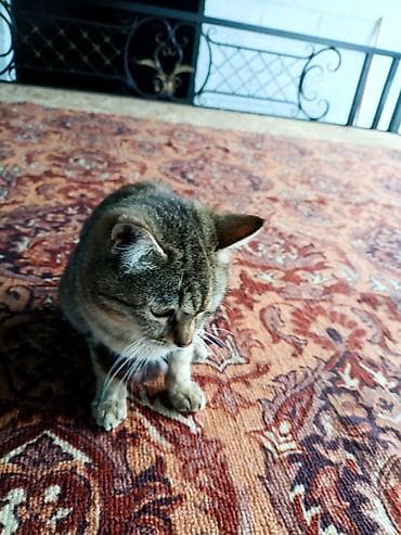 Котята домашние, короткошёрстные. Описание: - Окрас: есть