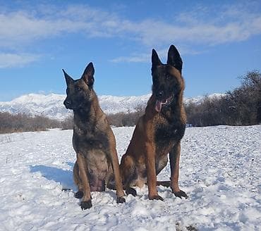 продам собаку объявление: Предлагаются к бронированию щенки Белгийской овчарки Малинуа.Щенков 9 — 4