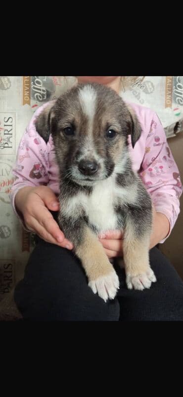 ахотничий собака: Отдам даром. В добрые руки, Щенки двортерьеры)) дворняжки, будут — 2