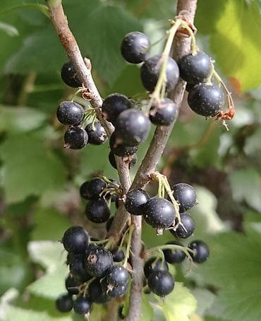 Полуфабрикаты: Смородина — 1