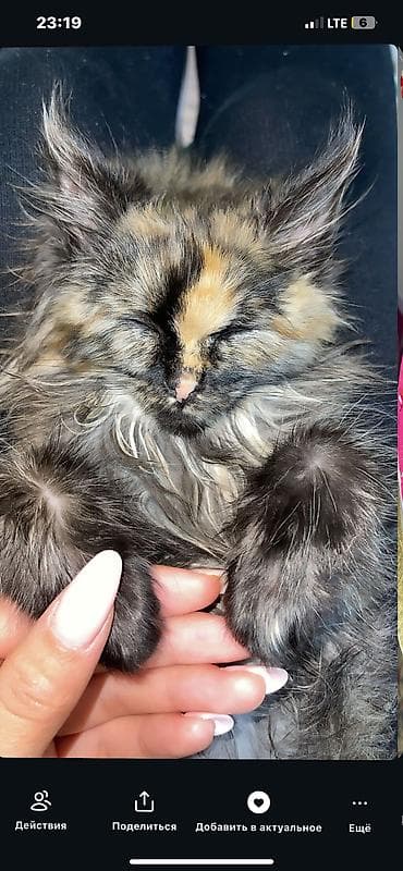 сиамские кошки котята: Пушистый котёнок - Порода/тип: домашняя длинношёрстная кошка - — 3