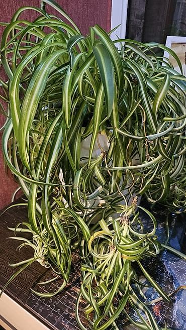 Комнатные растения: Хлорофитум хохлатый в хорошем горшке и грунте. Отличное комнатное — 2