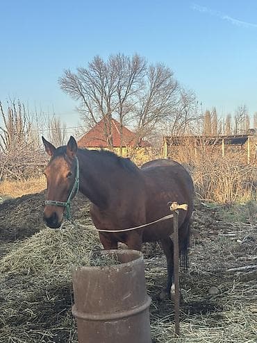 продам сельхоз животных: Продаю | Кобыла (самка) | Для разведения — 8