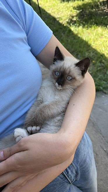сямская кошка: Котёнок с окраcом колор-пойнт (сиамского типа). 2,5 месяца мальчик — 3
