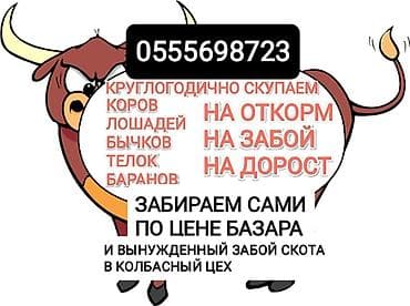 Колбасный цех : Коровы, быки, | На откорм — 1