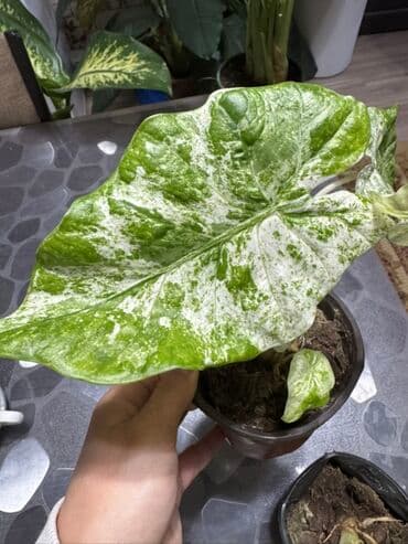 Алоказия вариегатная в горшке.точный сорт не знаю. - Эффектные