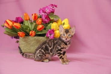 новорожденные котята: Дорогие друзья долгожданный помет . Бенгальские котята .от самых — 3