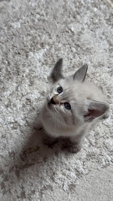 scottish fold: Котята с голубыми глазами, окрасы поинт/сил-поинт. На фото — игривые — 1