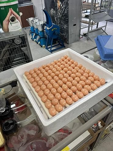 инкубатор золушка: Инкубатор на 100яиц, полностью автомат — 2