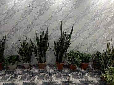 декоративная дерево: Комнатные растения в горшках — декоративные и неприхотливые виды для — 2