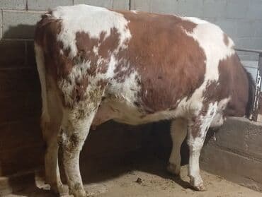 купить кошку в бишкеке: Продаю | Корова (самка) | Для молока — 5