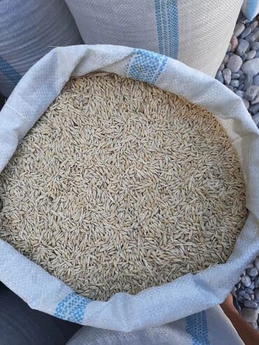 сухой корм для кошек оптом: Арпа Ячмень в мешках с. Новопавловка ориентир 2 школа — 1