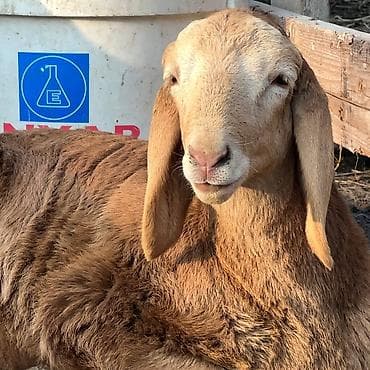 Другие животные: Продаю | Овца (самка), Ягненок, Баран (самец) | Гиссарская, Полукровка, Арашан | Для разведения | Матка — 2