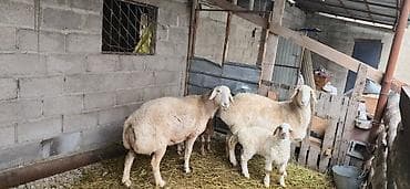 собака кане корсо: Продаю | Овца (самка) | Для разведения | Матка — 3