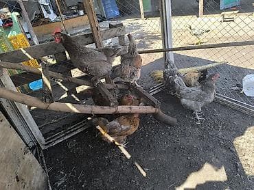 простые куры: Продаю | Куры | Домашняя | Несушки — 4