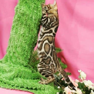 сколько стоит котенок британской золотой шиншиллы: Внимание бишкек .!! . Питомник бен гла мур предлагает чудесных — 2