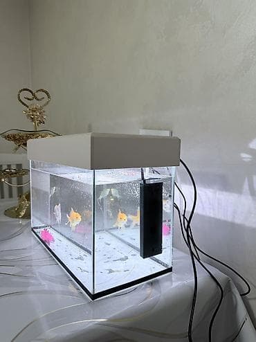 Аквариумный комплект для домашних рыб - Прямоугольный стеклянный