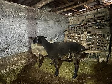 ит атаар: Сатам | Ургаачы кой (ургаачы) | Союуга — 3