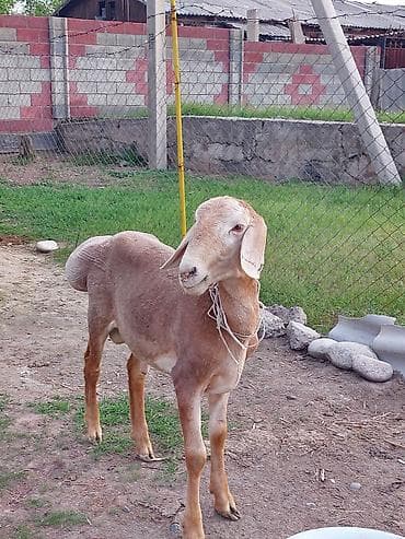 Животные: Кочкор арашан 6 айлык кулак 20см — 2