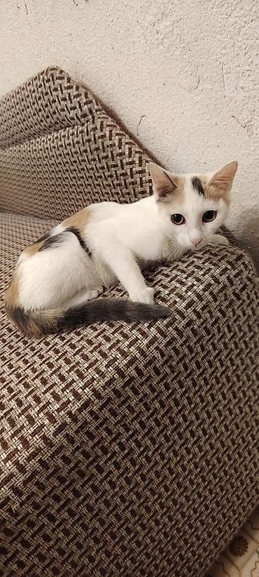 Кошки: Кошка даром: Беспородная, 4 месяца, Девочка — 1