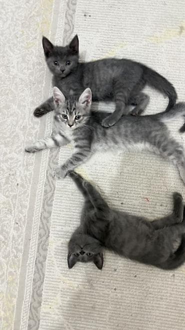 породистая: Продаются котята 🐱🤍Ош Возраст — 2 месяца. Метисы британца. Есть серые — 5