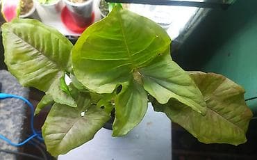 цветы для кафе: Продаю цветы — 3