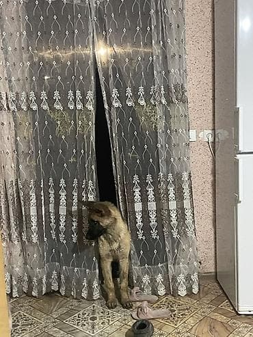 золотой ретривер щенок: Собака даром: Бельгийская овчарка, 6 месяцев, Самец — 3