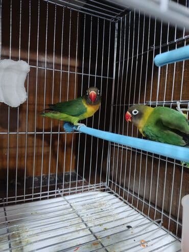 корм для птенцов волнистых попугаев: Масковый неразлучник считается одним из самых красивых видов — 3