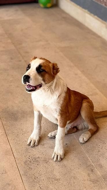 питомники собак в бишкеке: Алабай, 4 месяца, Самец, С прививкой — 4