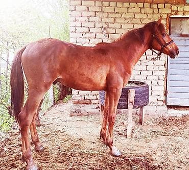 сокол птица цена: Продаю | Кобыла (самка), Конь (самец), Жеребец | Полукровка, Английская — 2