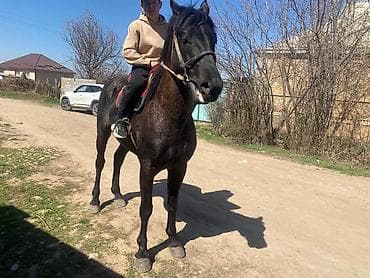 американский бульдог собака: Продаю | Конь (самец) | Рабочий — 3
