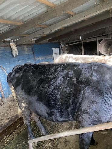 скот корова: Продаю | Корова (самка) | На забой, На откорм — 2