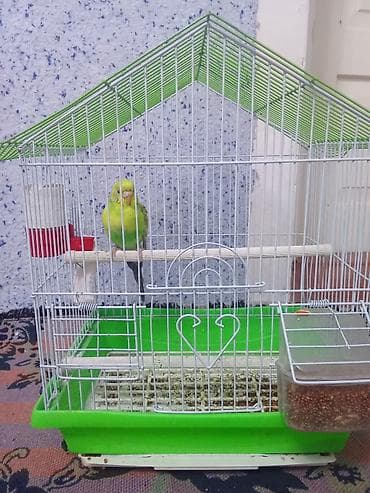 Волнистый попугай в комплекте с клеткой, поилка, кормушка,девочка 6 at lalafo.kg Волнистый попугай в комплекте с клеткой, поилка, кормушка,девочка 6