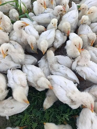 шерсть мериноса: Продаю | Цыплята | Хай-Лайн Соня Грей | На забой — 1