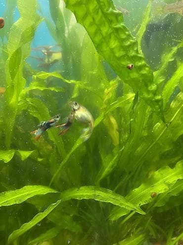 купить сенорезку: Гуппи Эндлэра — живородящие аквариумные рыбы. Продаю семью из 2 — 6