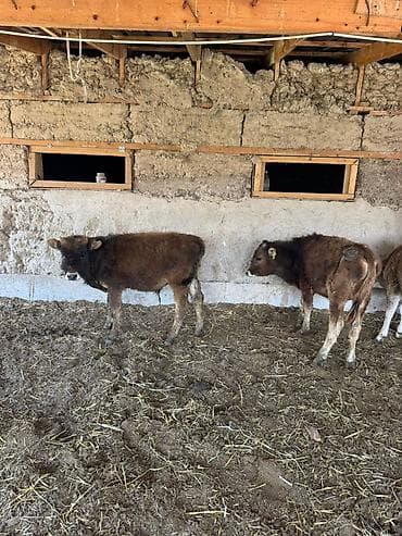 животные на продажу: Продаю | Музоо, торпок — 4