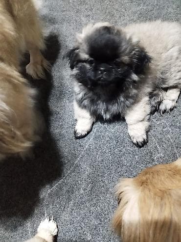 корманные собаки: "щенки пекинес, мальчик и девочка,почти 3 месяца привитые — 3