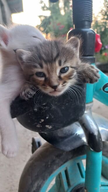 кошки коты котята: Два маленьких котенка, один белый, другой полосатый, отдыхают на руле — 3