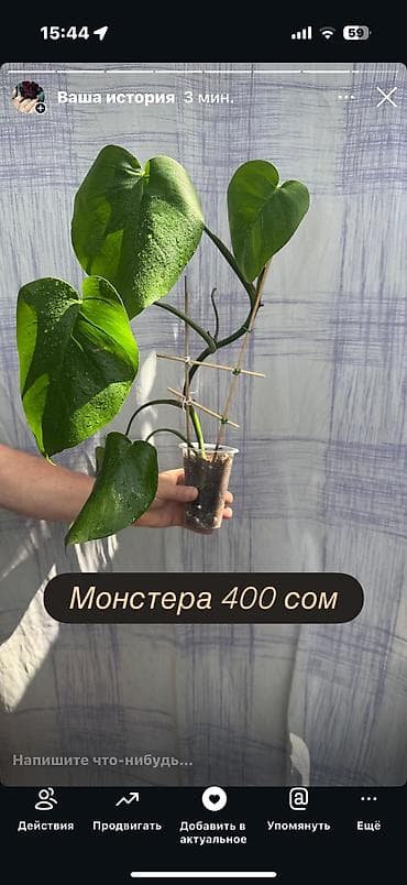 Монстера деликатесная Цена на фото. Молодое