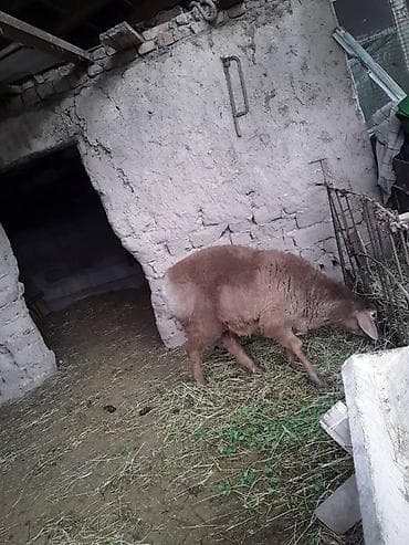 маленький баран: Продаю | Овца (самка) | На забой | Ярка — 3