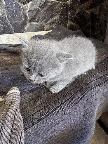 рысь кошка: Котята, дымчатые и серо-полосатые окрасы. Через неделю буду раздавать — 4