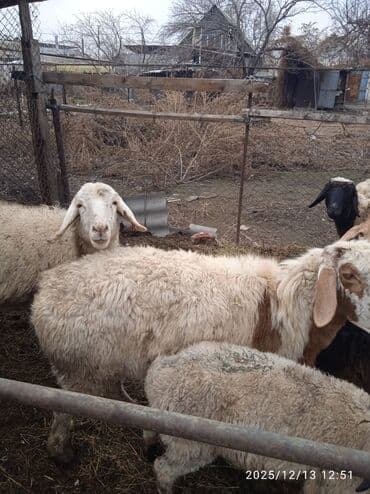 рыбки цена: Продаю | Овца (самка) | Полукровка | Для разведения, Для шерсти, На забой | Матка — 1