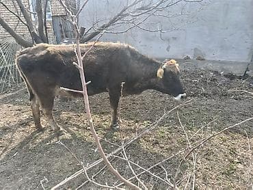 сколько стоит кошка в бишкеке: Продаю | Тёлка | На откорм — 5